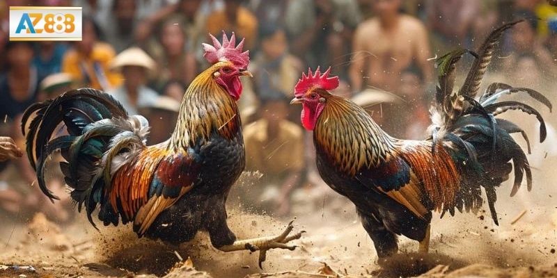 Các phương pháp huấn luyện và chọn gà tre