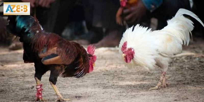 Hướng dẫn người chơi nắm vững kỹ thuật chọn kê