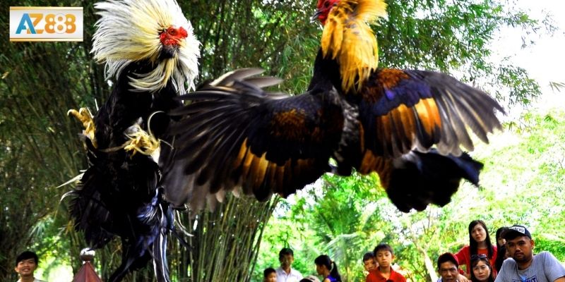 Luật chơi, quy định và không gian tổ chức trận đấu