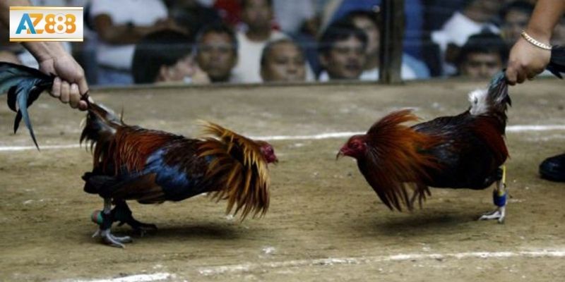 Sức hút của đá gà cựa sắt