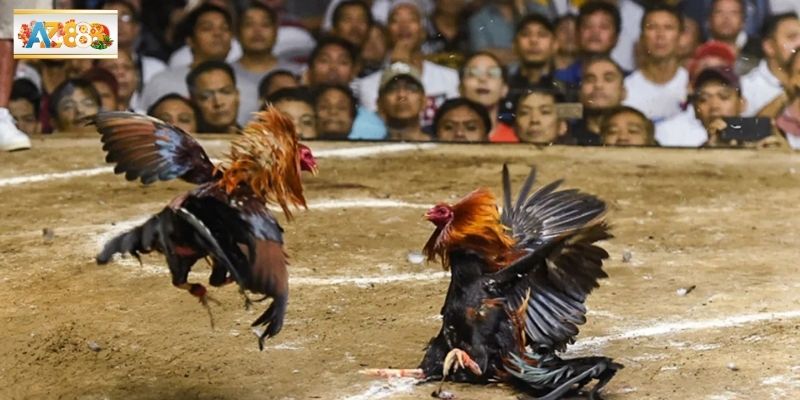 Hiểu rõ luật để làm chủ mọi kèo đấu hấp dẫn