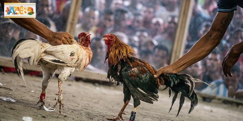 Phương án chơi hiệu quả nhất có cho các newbie