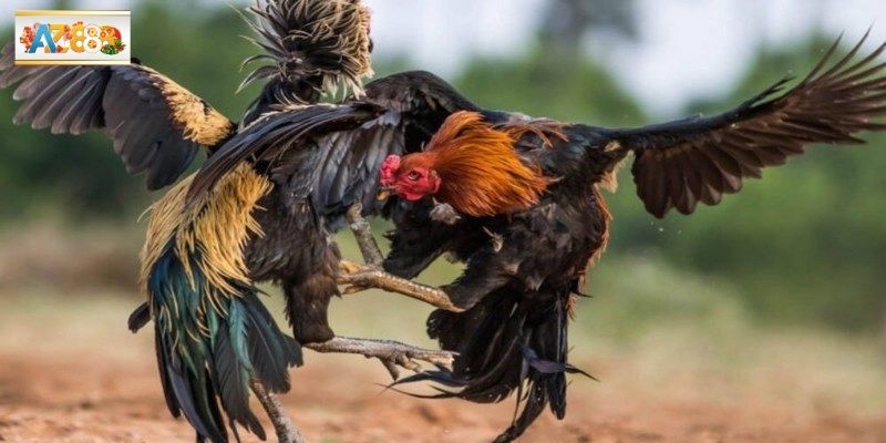 Quan sát kỹ chiến kê trong trận đấu