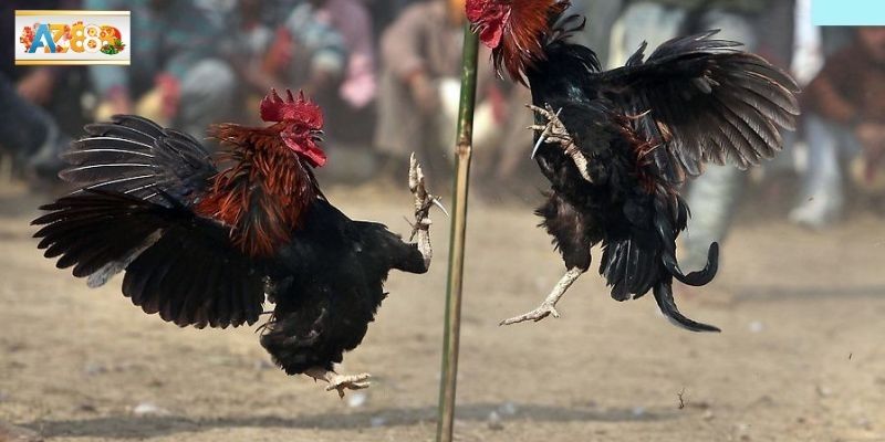 Ưu thế nổi bật khi tham gia trực tuyến tại nhà cái